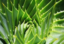 芦荟叶子卷了怎么回事