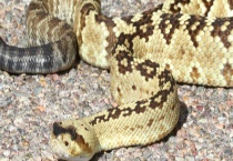 响尾蛇死后咬人的秘密 有四个方面