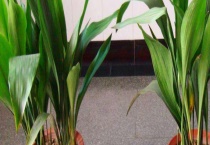 一叶兰会开花吗？附一叶兰养殖多久？