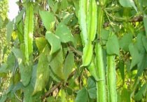 四棱豆可不可以生吃 附种植多久？