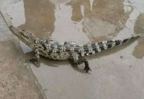 宠物鳄鱼能长多大