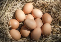 孵化最后三天注意什么？