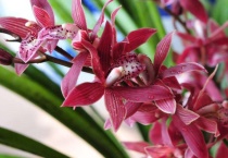 兰花叶片黑斑原因？