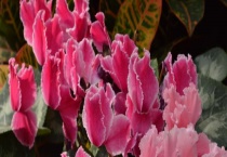 仙客来和海棠区别？