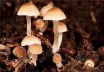 蘑菇种植的方法与材料