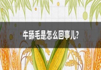 牛舔毛是怎么回事儿？