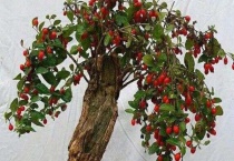 枸杞怎么种小盆栽