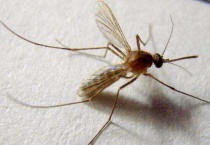 按蚊和普通蚊子区别？