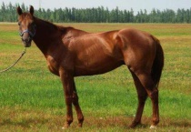 马是站着睡还是躺着睡