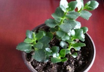 长寿花木质化怎么办？