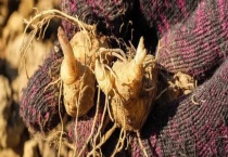 黄精的产地分布 附黄精的传说