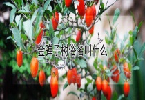 金弹子树俗名叫什么？