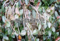 络石扦插生根最快多久？