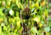 大狼巴草和鬼针草有什么不同 附两者基本介绍