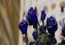 蓝色妖姬能保存多久？