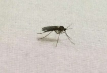 厨房飞虫的根治小妙招