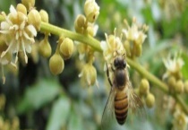 龙眼蜜和百花蜜哪个好 附二者的对比