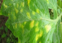 加瑞农的禁忌有哪些 附使用方法和安全措施