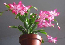 蟹爪兰叶子不肥怎么办？