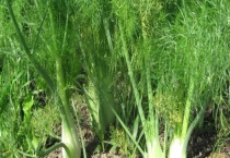 茴香可不可以生吃 茴香的应用价值有哪些？