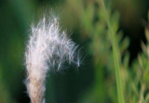 什么是靠风传播种子的 一般种子细小