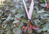 花什么时候剪枝