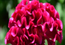 鸡冠花什么时候开 附鸡冠花的产地分布及品种分类