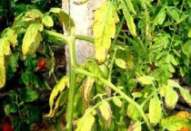 西红柿黄叶是什么原因？