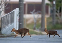 什么是小麂指名亚种