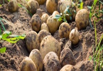 哪些蔬菜吃根 常见的有这些