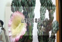 山影花有毒吗？