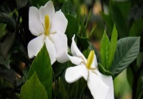 哪些花适合新手养殖 看看这三种