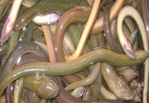 黄鳝养殖市场前景 附黄鳝养殖的发展态势及发展途径