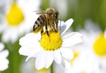 最简单有效的换王方法 如何做围王多久？