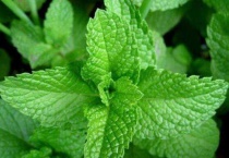 薄荷有驱蚊的功效吗？