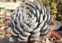 蓝石莲怎么爆盆