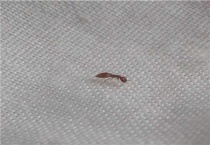 肿腿蜂为什么在床上