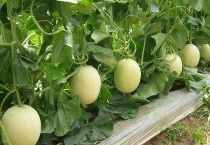 甜瓜株距行距多少？