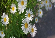 大滨菊与雏菊的区别？