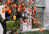 只养一棵金弹子能结果吗？