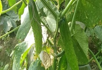 旱黄瓜直接生吃可以吗 有什么生长习性