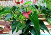 红掌冬天怎么养叶子黄了怎么办？