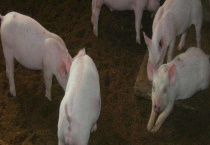 育肥猪饲料配方 五个阶段的饲料配方