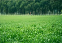 牛筋草用什么除草剂能杀死