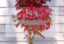 叶子变红的植物有什么？