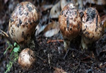 花皮松茸与松茸有什么不同 附挑选松茸的多久？