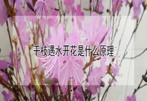 干枝遇水开花是什么原理