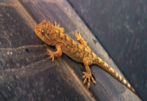 壁虎适合在什么地方生活 尾巴的作用主要是什么？