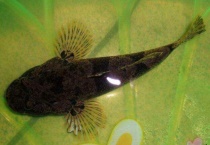 鱼的身体形态结构特征