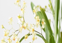 梦香兰叶子发黄怎么办 浇水宜少不宜多